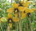 clematis orientalis